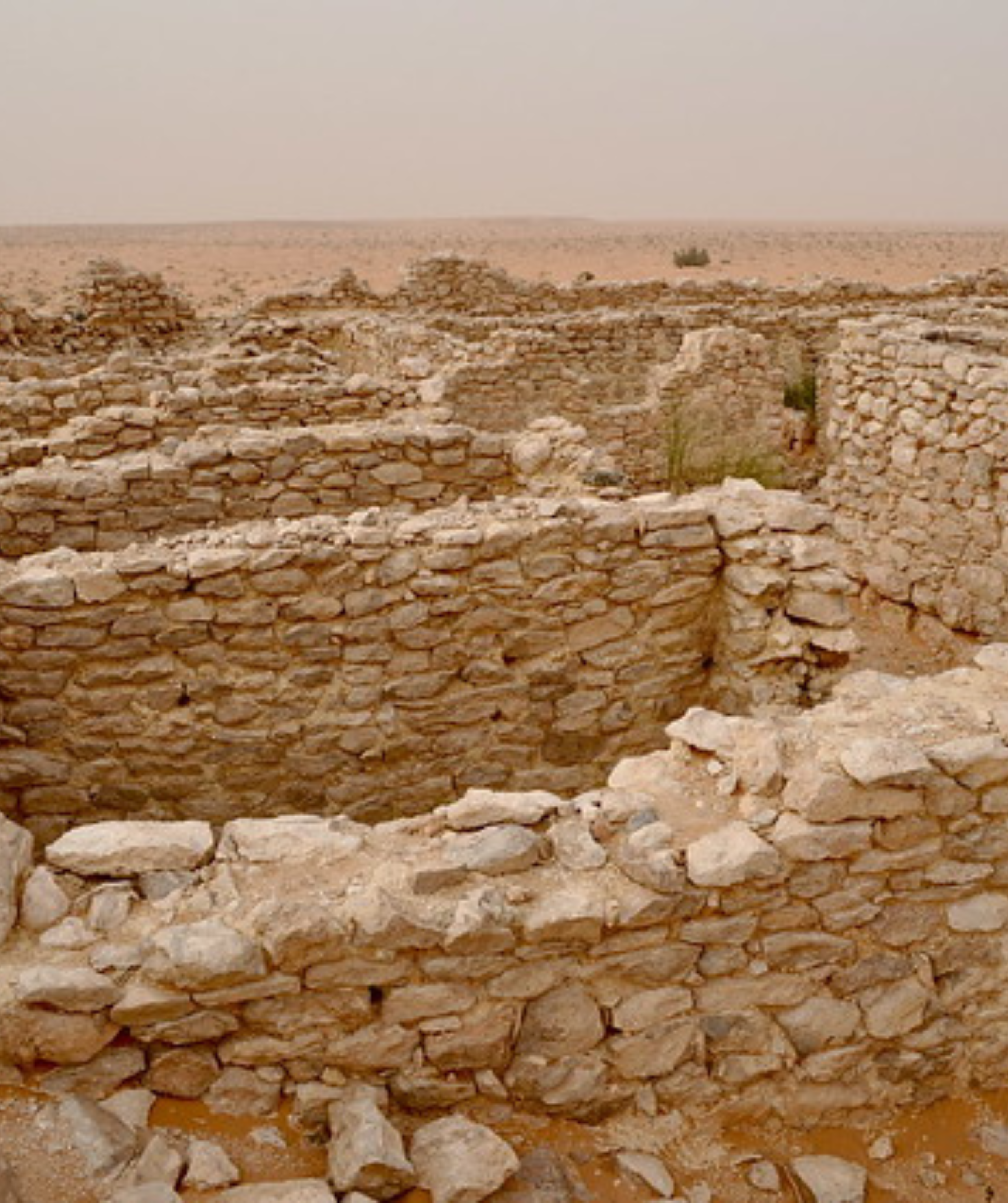 Caravanes de dromadaires sur les dunes